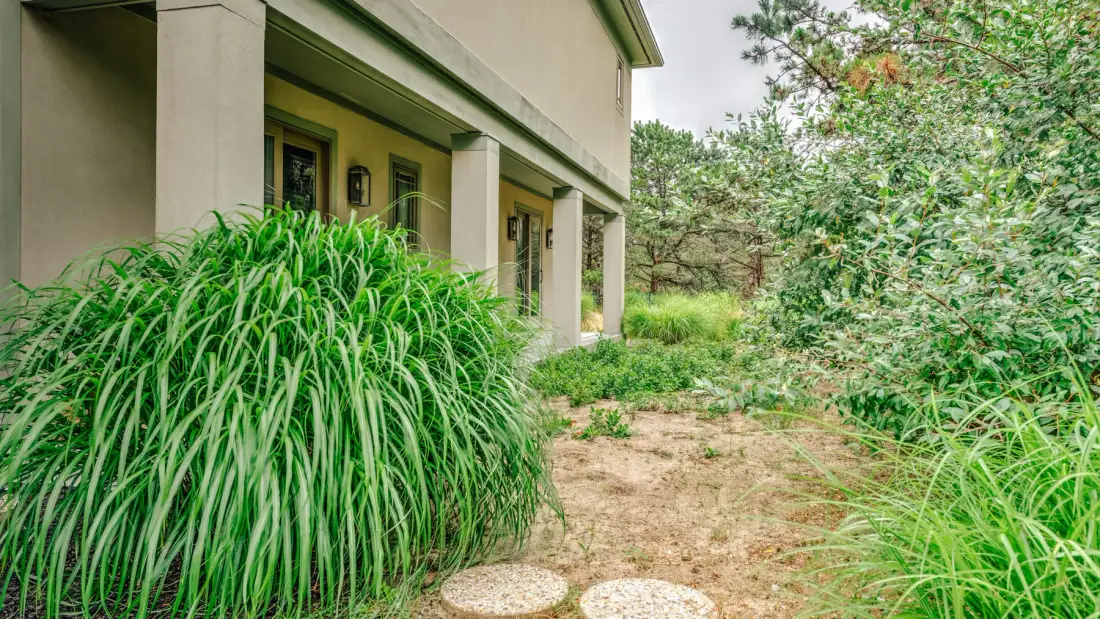 A landscaped outdoor walkway beside a building, bordered by dense green plants.