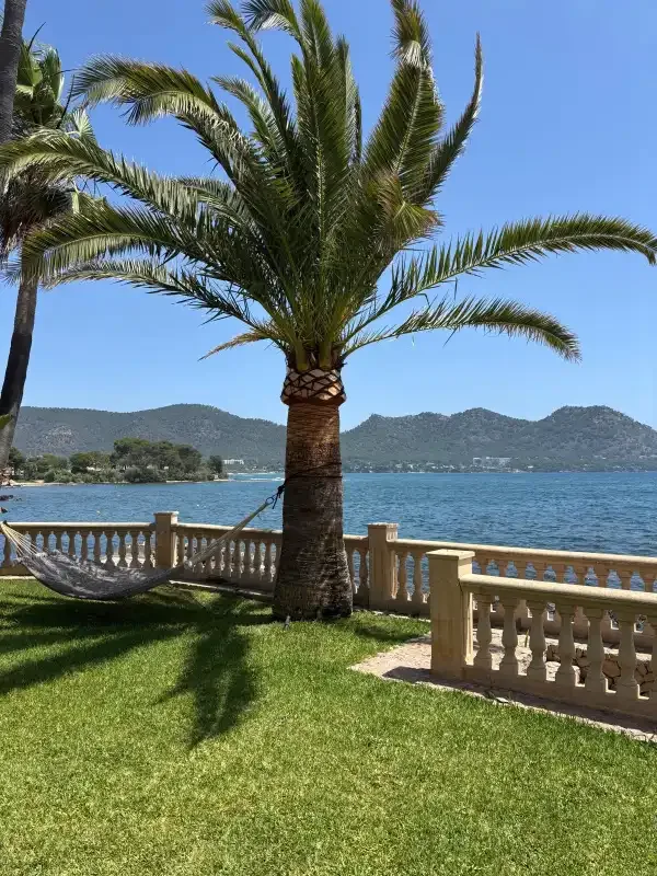 A palm tree stands on a grassy waterfront lawn beside a balustrade and calm bay.