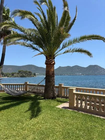 A grassy waterfront garden with a palm tree overlooking the water.