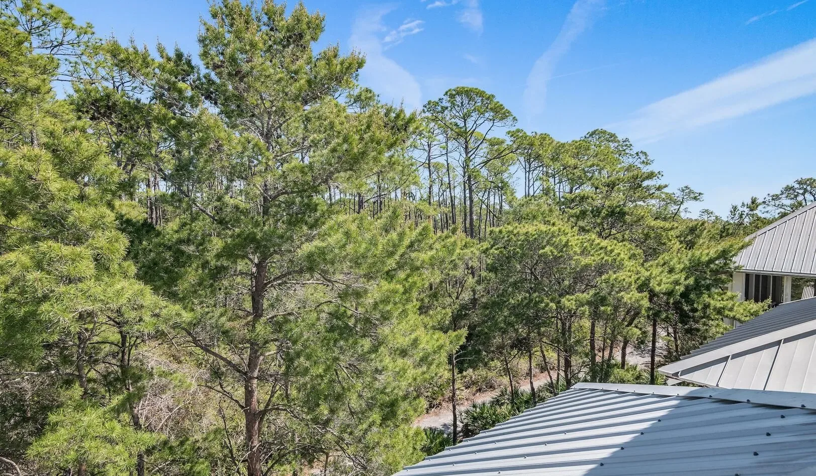 A wooded landscape of tall pine trees rises behind metal rooftops under a blue sky.