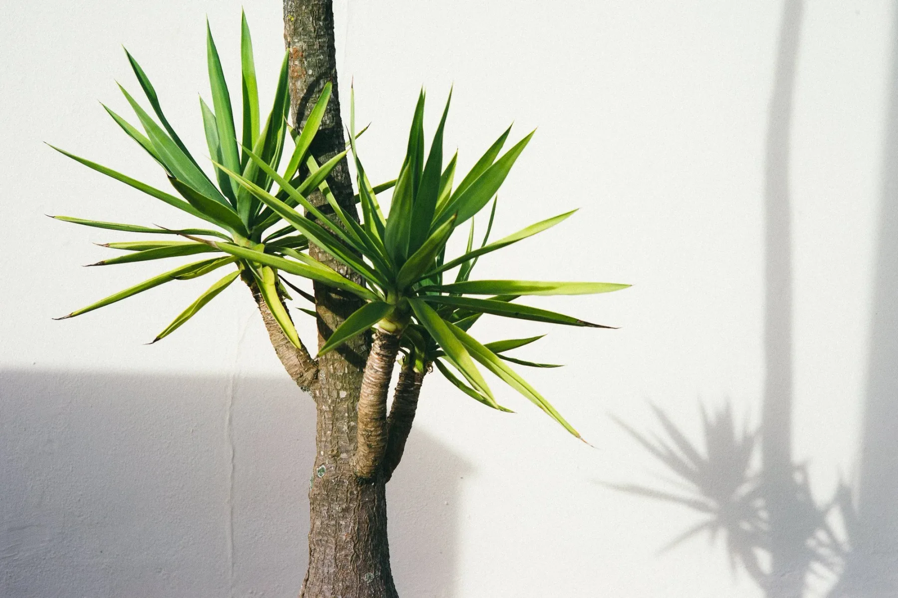 Palmera de Casa Meranka