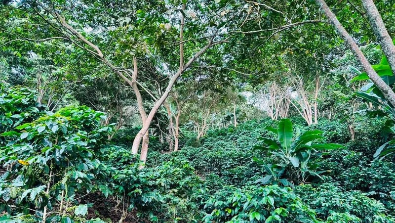 Serene 6BR Finca Surrounded by Nature