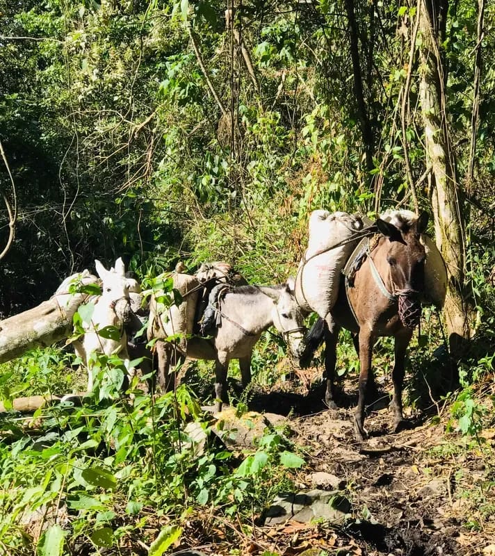 Serene 6BR Finca Surrounded by Nature