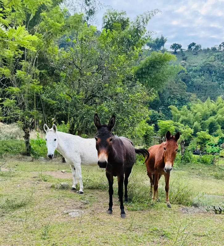 Serene 6BR Finca Surrounded by Nature