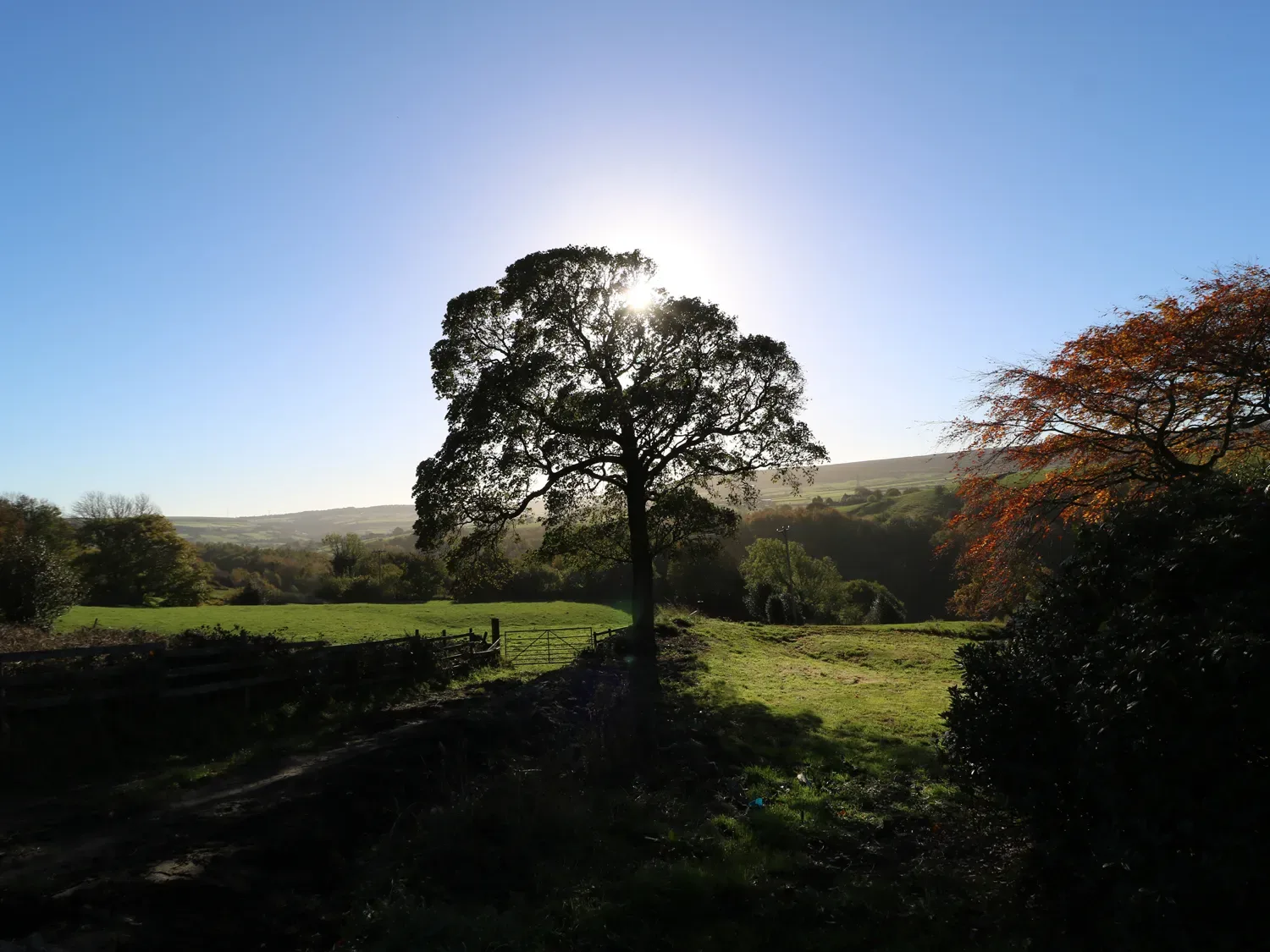 A tree in a field with sunlight behind it and other trees in the background at The Cottage Beeston Hall in Ripponden