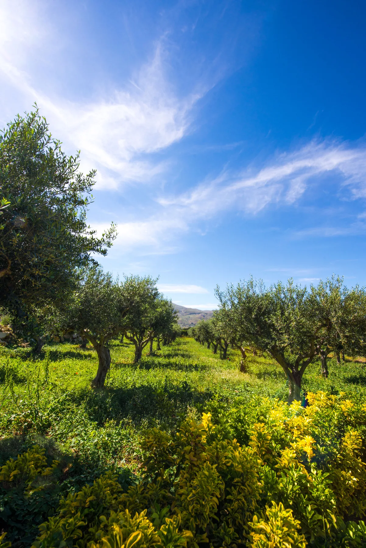 An olive grove stretches across green fields beneath a bright blue sky.