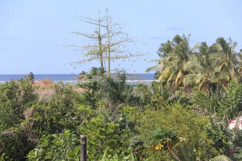 Vista | Samoana Boutique Hotel | Apia, Samoa