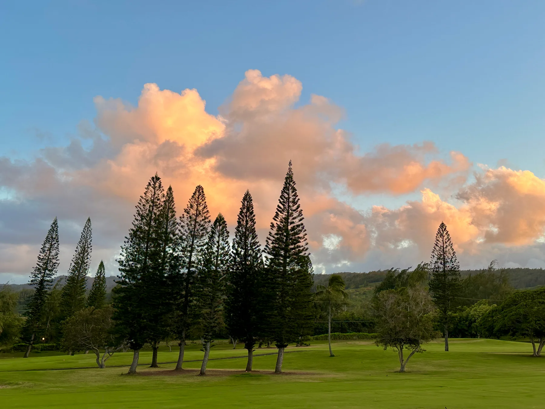 Árboles altos se alzan sobre un césped verde bajo nubes de colores al atardecer.