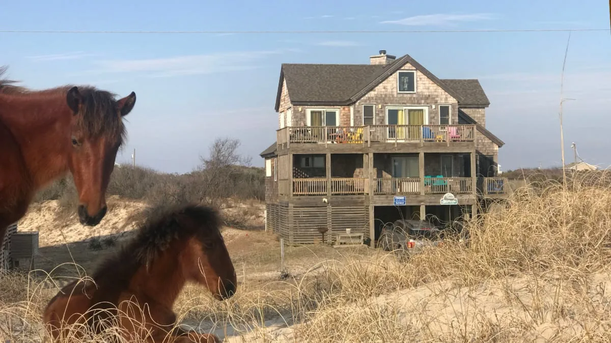 A raised coastal house stands behind dry grasses, with two horses in the foreground.