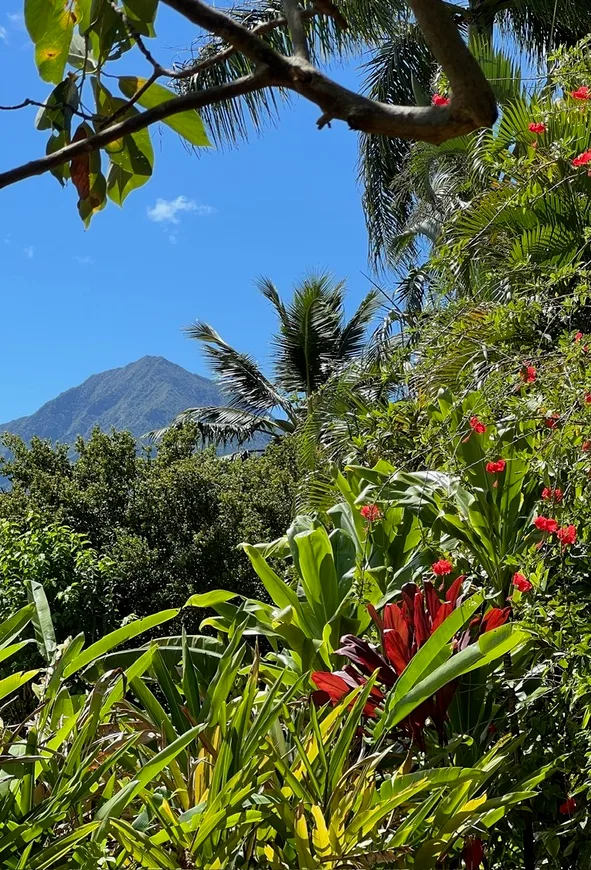 Un jardín tropical frondoso con plantas en flor y una montaña bajo el cielo azul.