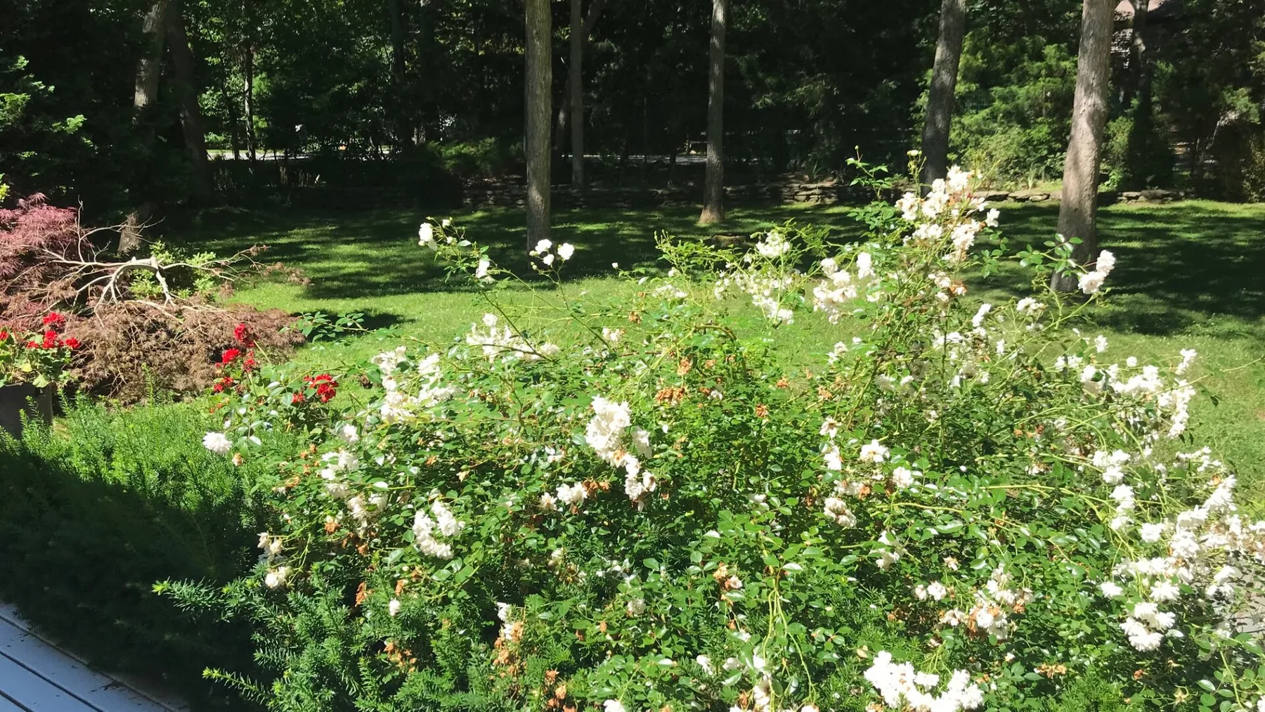 Un jardín con arbustos en flor junto a un césped sombreado.