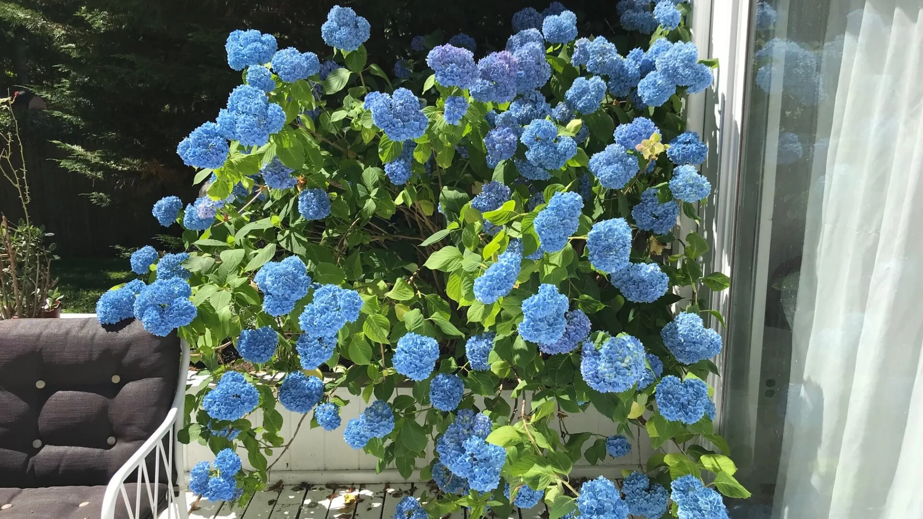 Un frondoso arbusto de hortensias azules crece junto a una puerta de vidrio y asientos al aire libre.