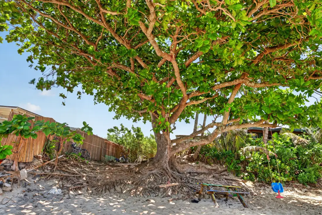 Un árbol frondoso da sombra a una zona arenosa al aire libre junto a una cerca de madera.