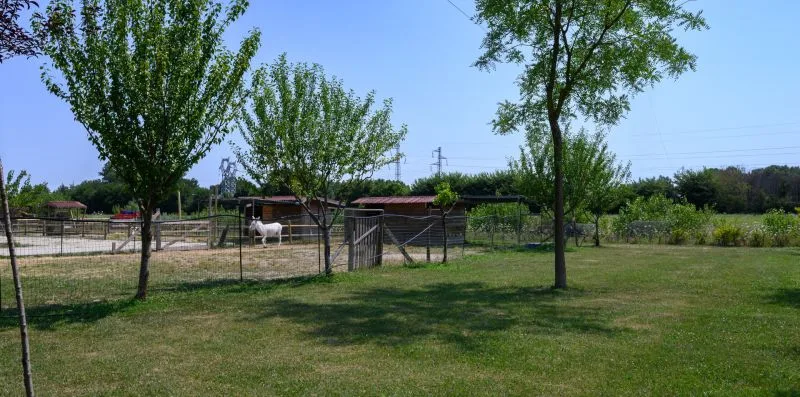 Un patio exterior con césped, árboles y recintos cercados para animales.