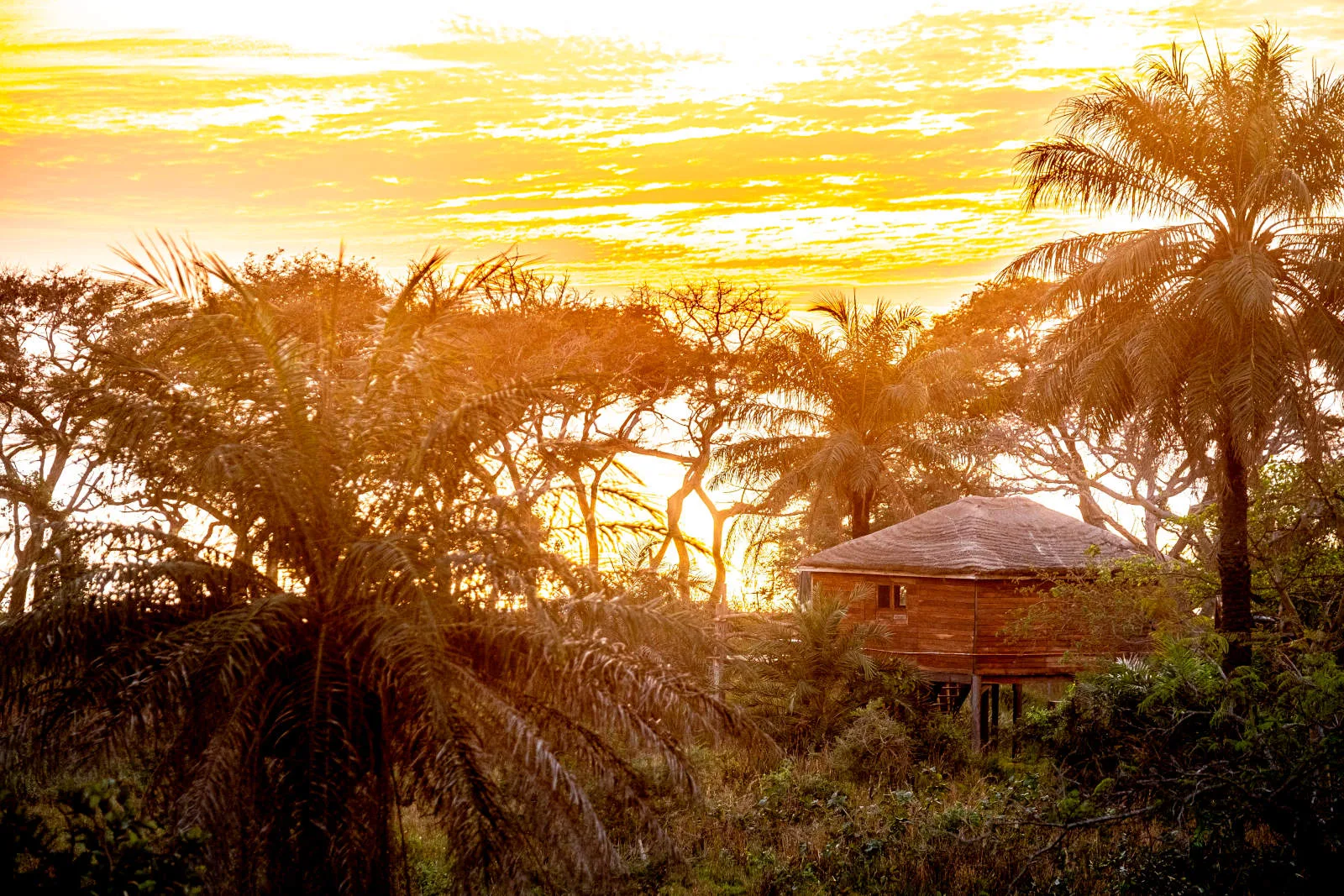 Treehouse accommodation at Mansa Musso Treehouse Lodge