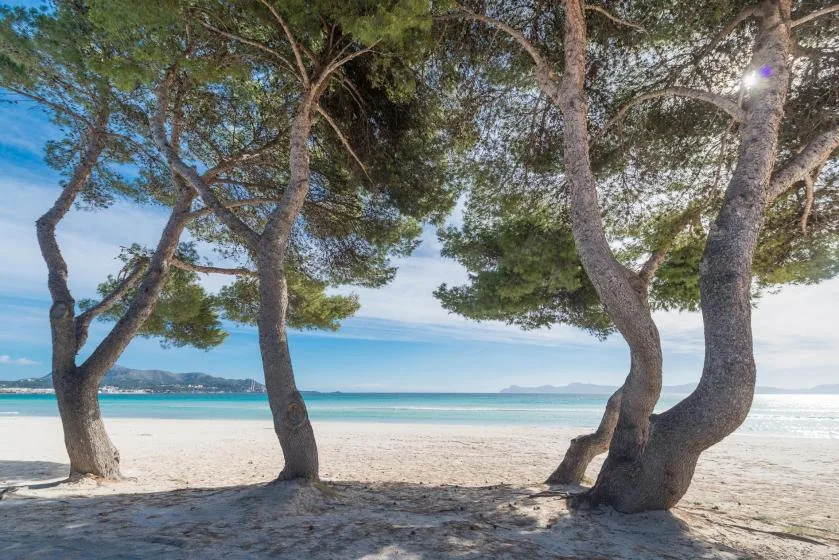 Una playa de arena y el mar azul quedan enmarcados por pinos junto a la orilla.