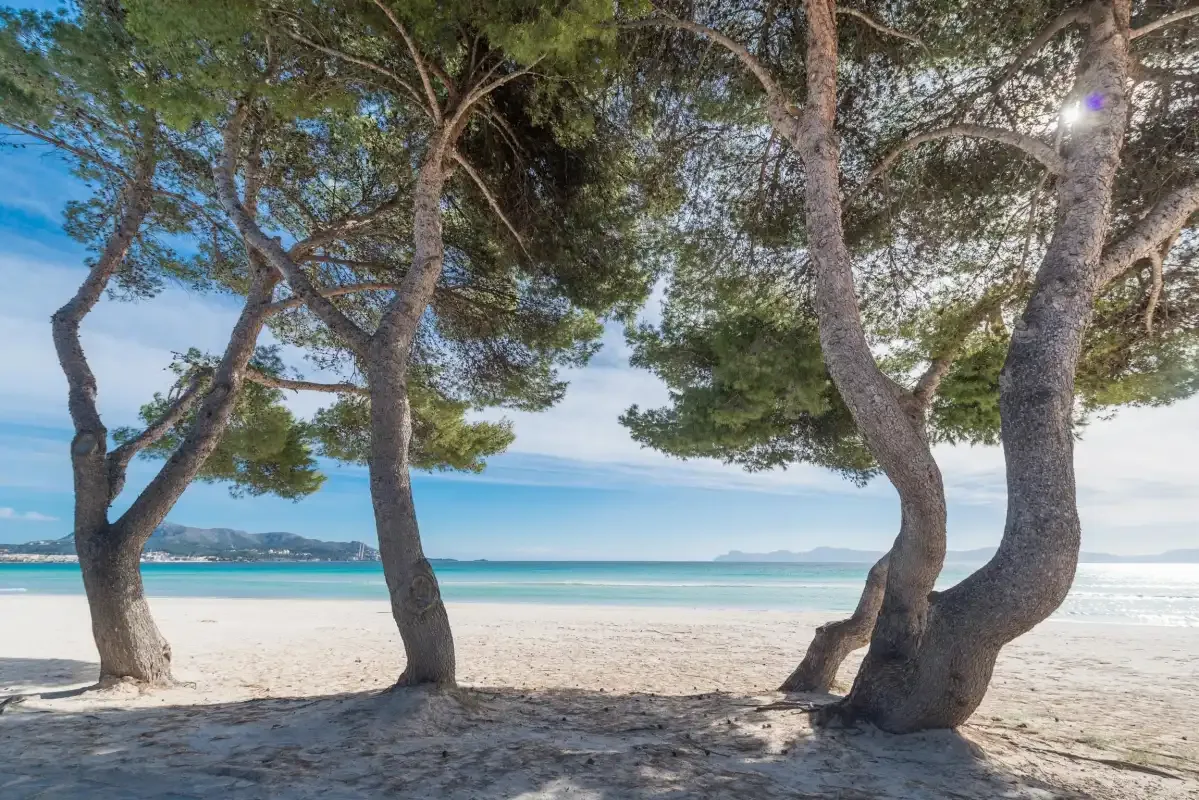 Una playa de arena bajo pinos, con agua turquesa y colinas a lo lejos.