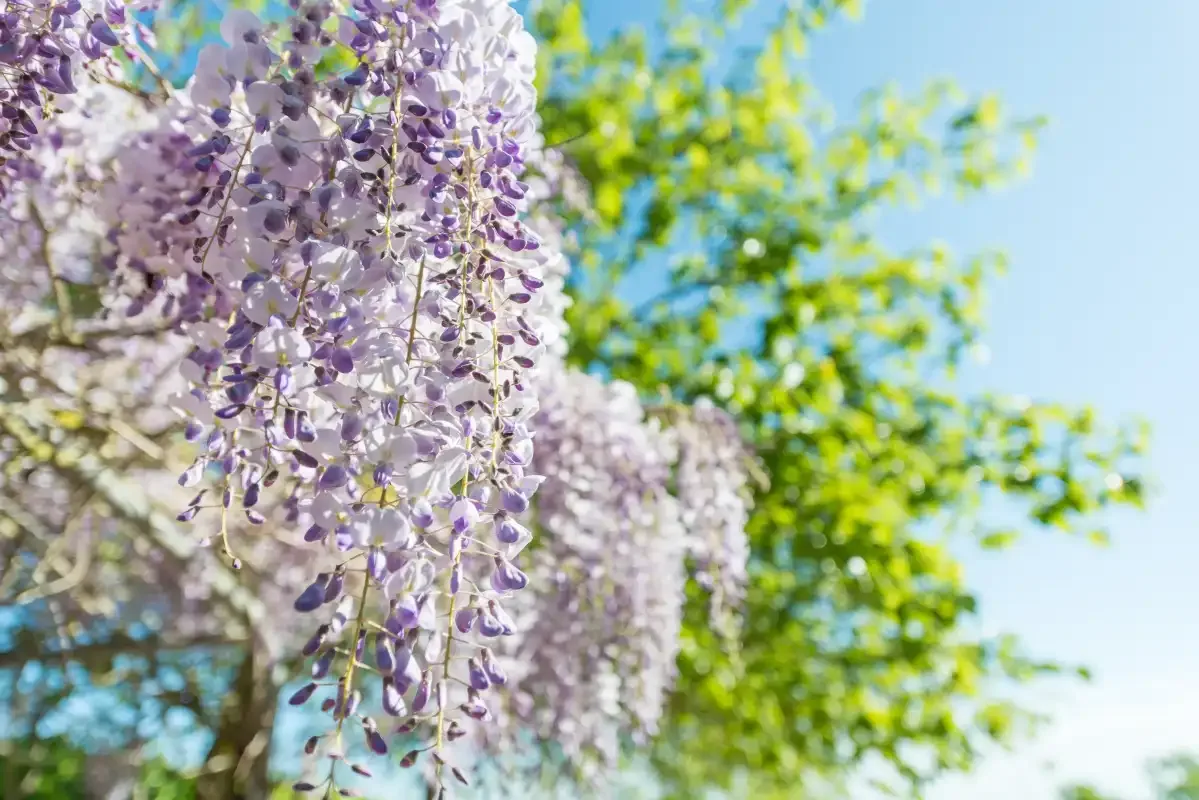Outdoor scene with clusters of purple flowers hanging among green foliage.