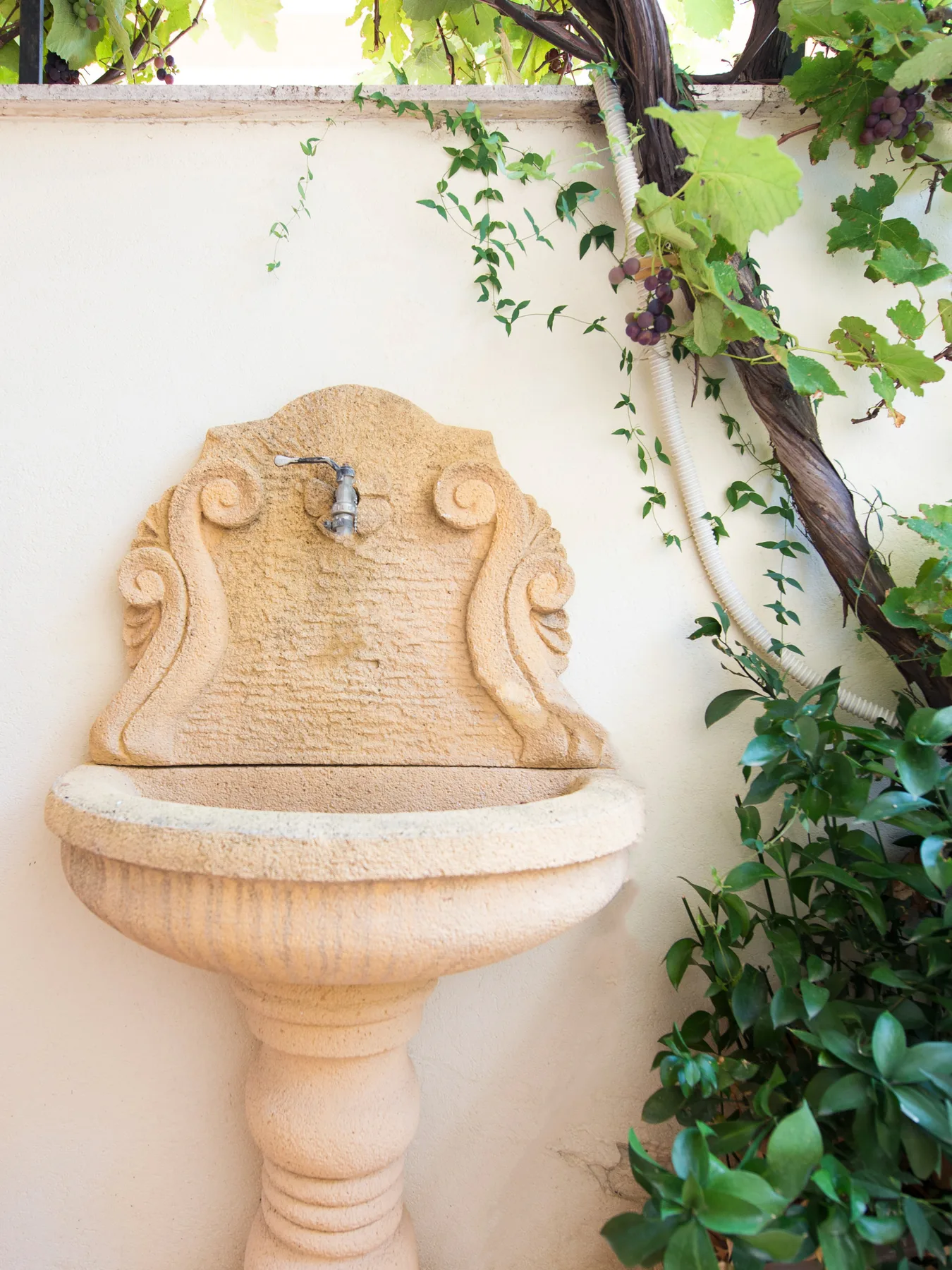 Una fuente exterior de pared está bajo una parra frondosa.
