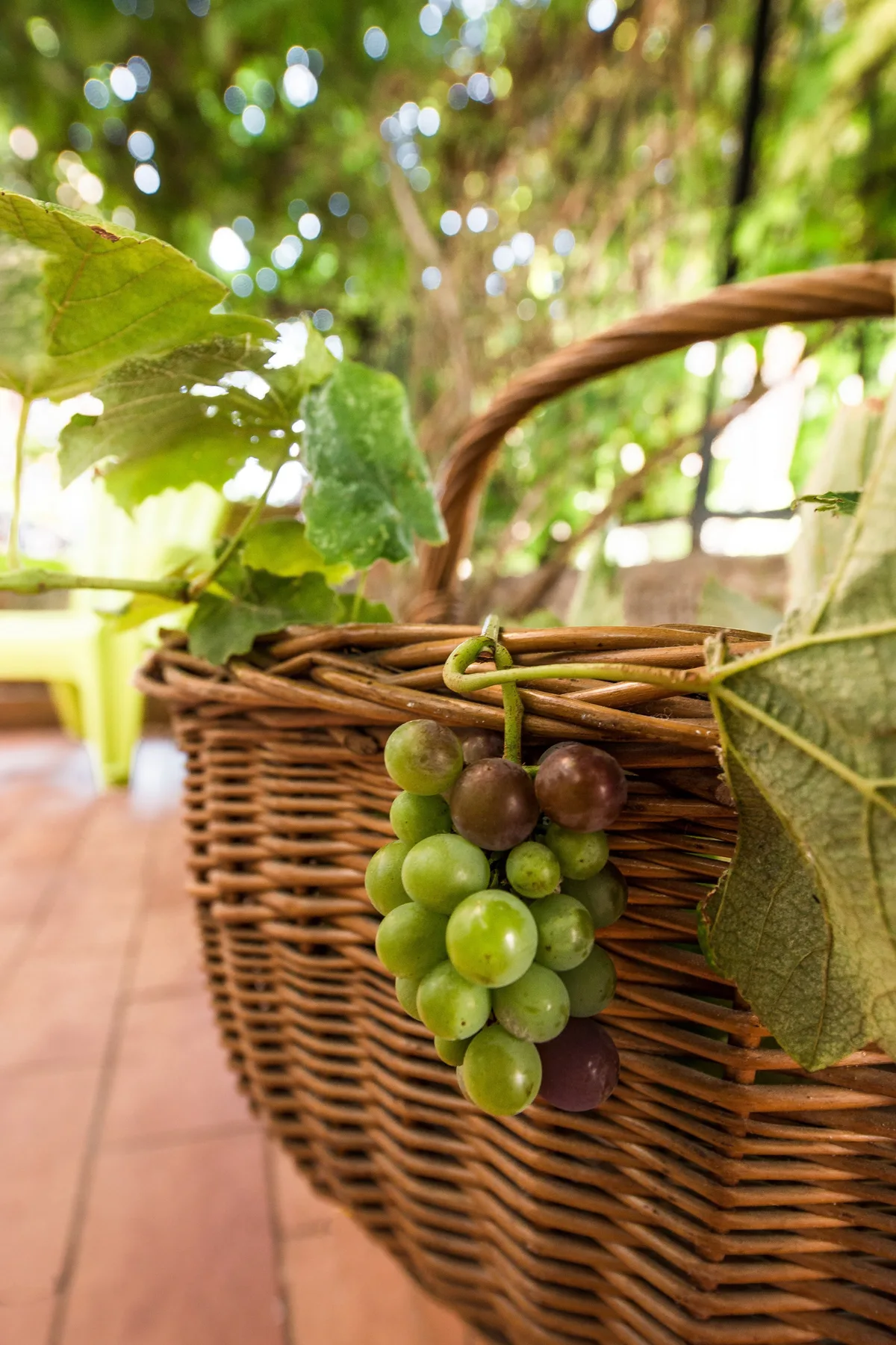 Una cesta de mimbre con uvas verdes y moradas está bajo hojas de vid.