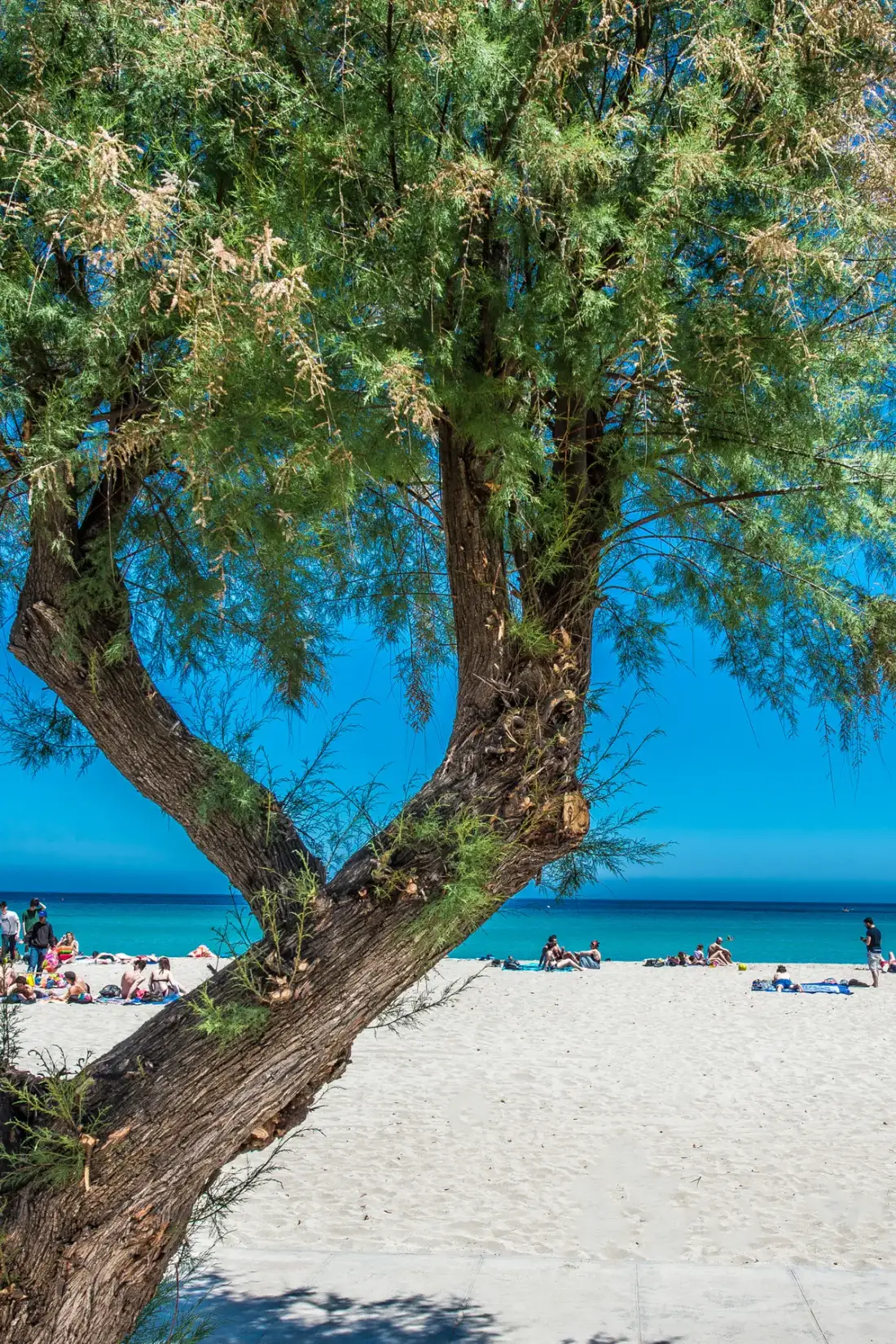 Una amplia playa de arena bajo un árbol grande, con el mar azul al fondo.