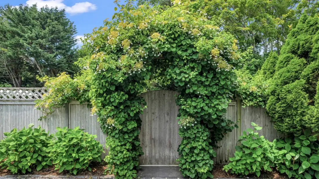 Una puerta de jardín de madera está bajo una densa enredadera verde con flores.