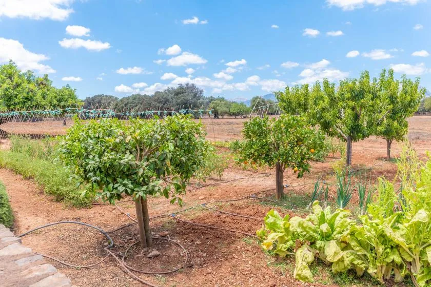 Un jardín con árboles frondosos, plantas de hortalizas y tierra seca bajo un cielo azul.