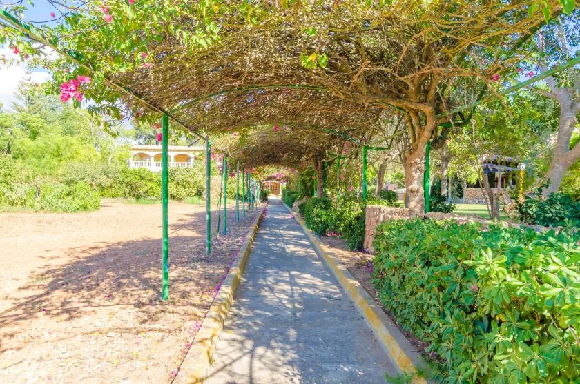 A paved garden path runs beneath a leafy canopy, bordered by shrubs.