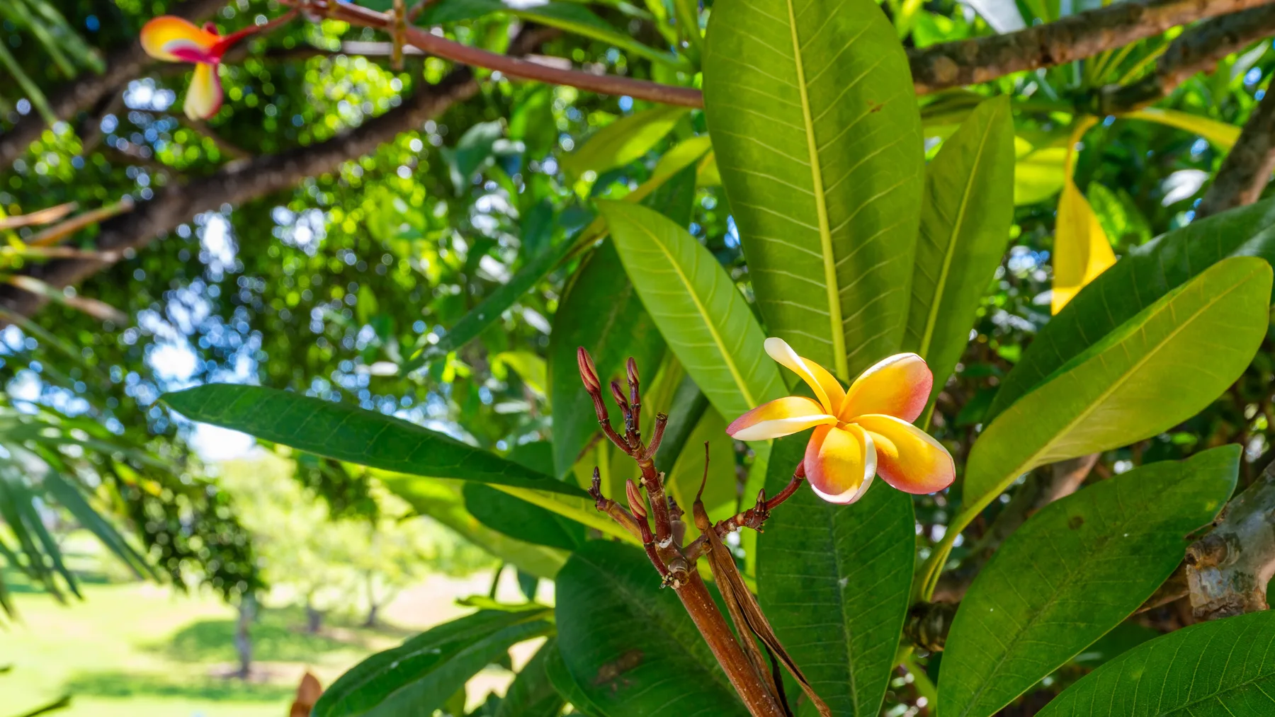 Una rama de árbol con una flor rosa y amarilla entre hojas verdes.