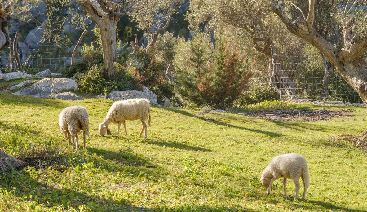 Campo
