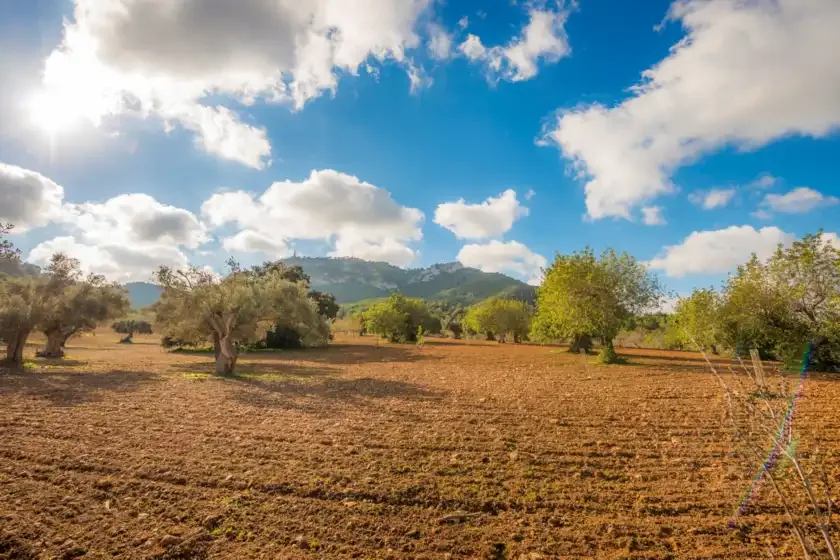 Un campo arado con árboles dispersos y montañas bajo un cielo parcialmente nublado.