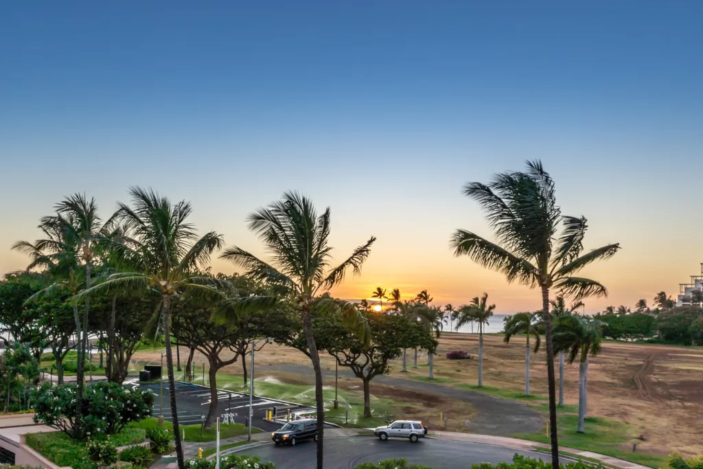 Palmeras bordean una zona ajardinada al atardecer, junto a una carretera y coches estacionados.