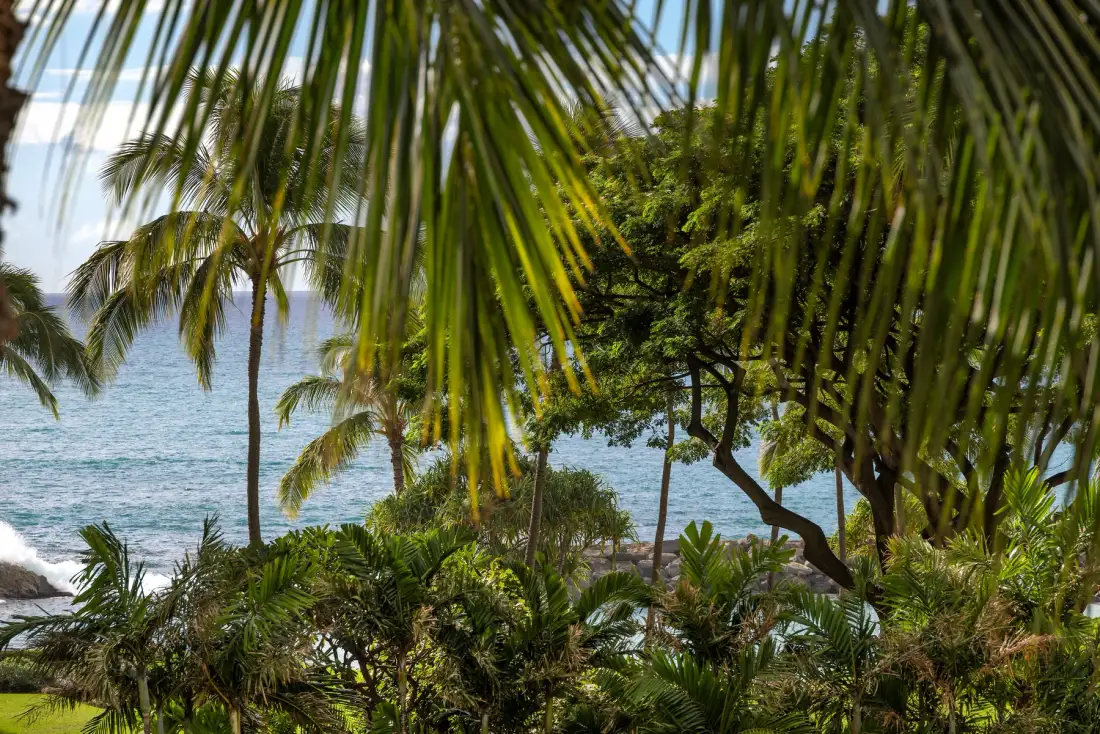 Una costa tropical con palmeras y el océano al fondo de la vegetación.