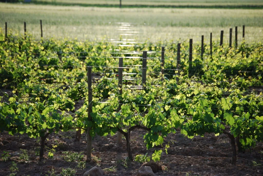 Viñedo de Bodegas El Lagar de Isilla