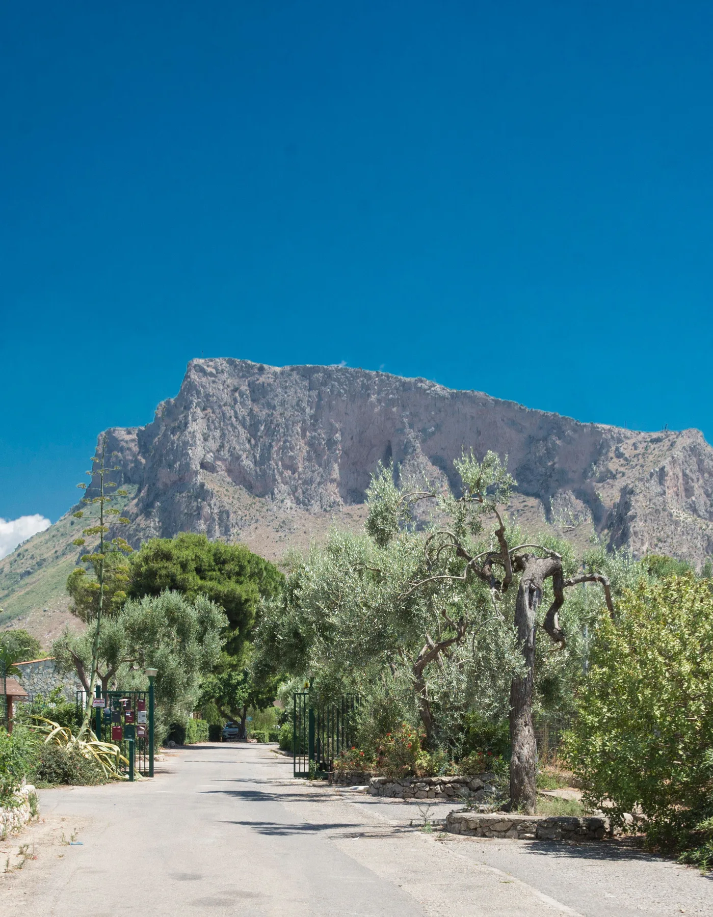 A paved path runs between trees toward a rocky mountain beneath a clear blue sky.
