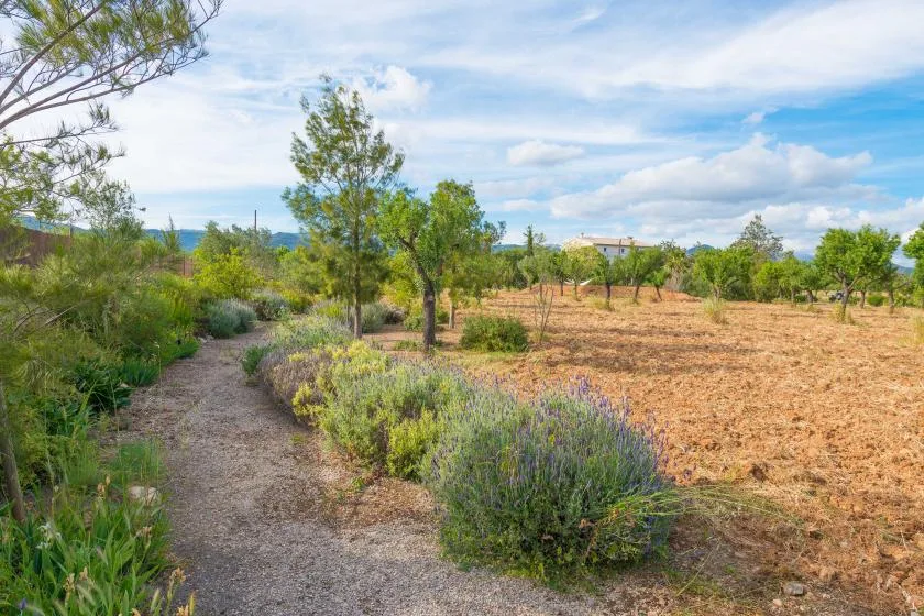Un sendero de jardín pasa junto a arbustos floridos y un campo seco y abierto.