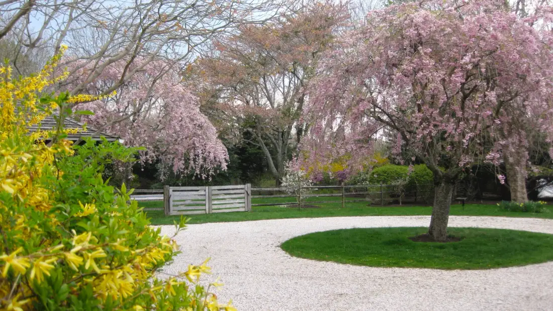 Un jardín ajardinado con árboles en flor y un sendero curvo de grava.