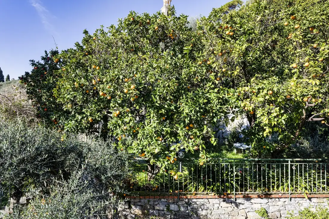 An orange tree grows beside a metal railing in a sunny garden.