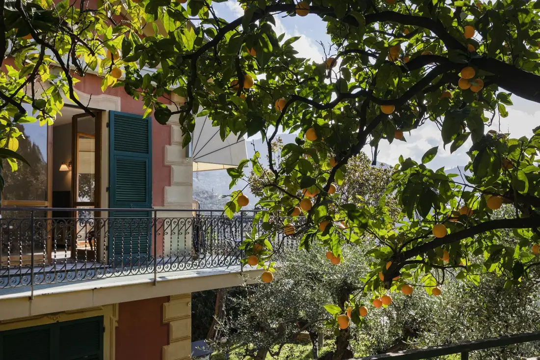 A balcony with green shutters overlooks leafy trees and fruit-bearing branches.