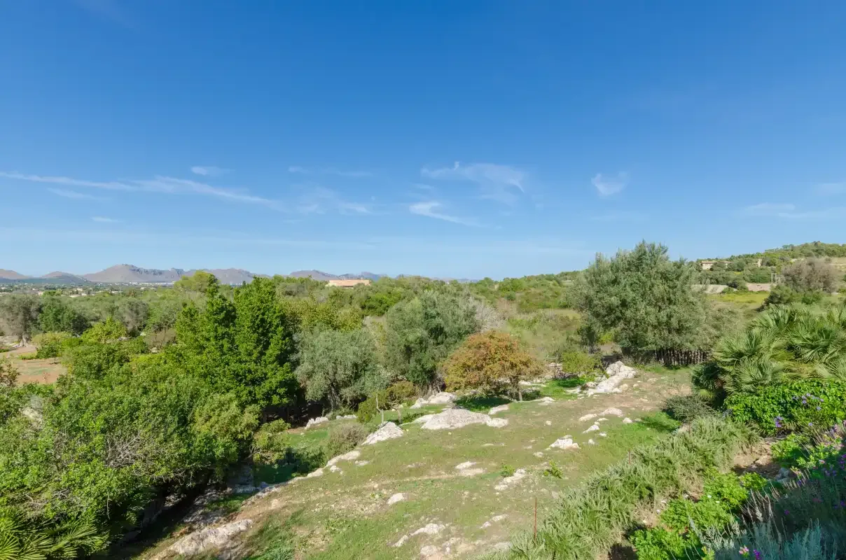 A green rural landscape with scattered trees beneath a clear blue sky.