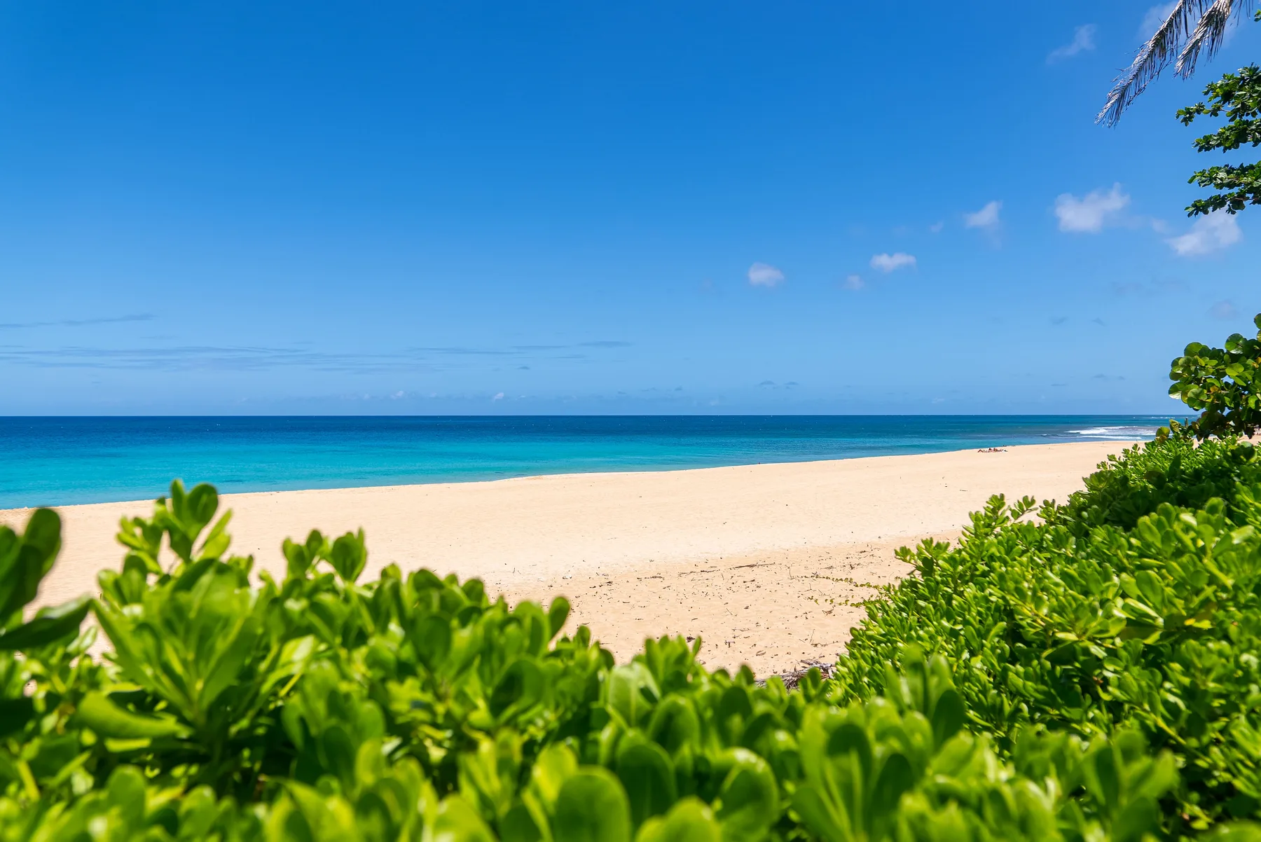 Una playa tropical con agua turquesa y follaje verde en primer plano.