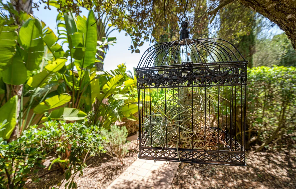 A decorative metal birdcage hangs among leafy plants in a garden.