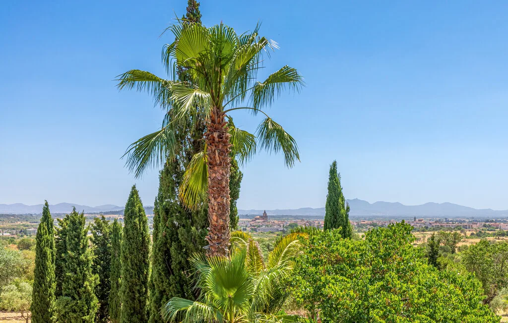 A palm tree rises above green trees, with a distant landscape under a clear sky.