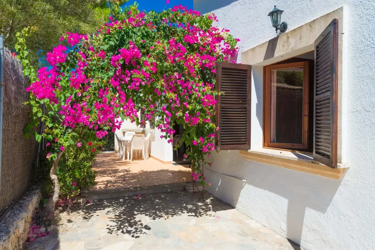 Un patio exterior sombreado junto a un edificio blanco, con enredaderas floridas por encima.