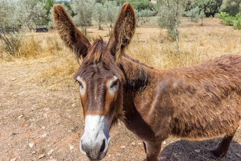 Un burro marrón está en un campo seco con árboles dispersos.