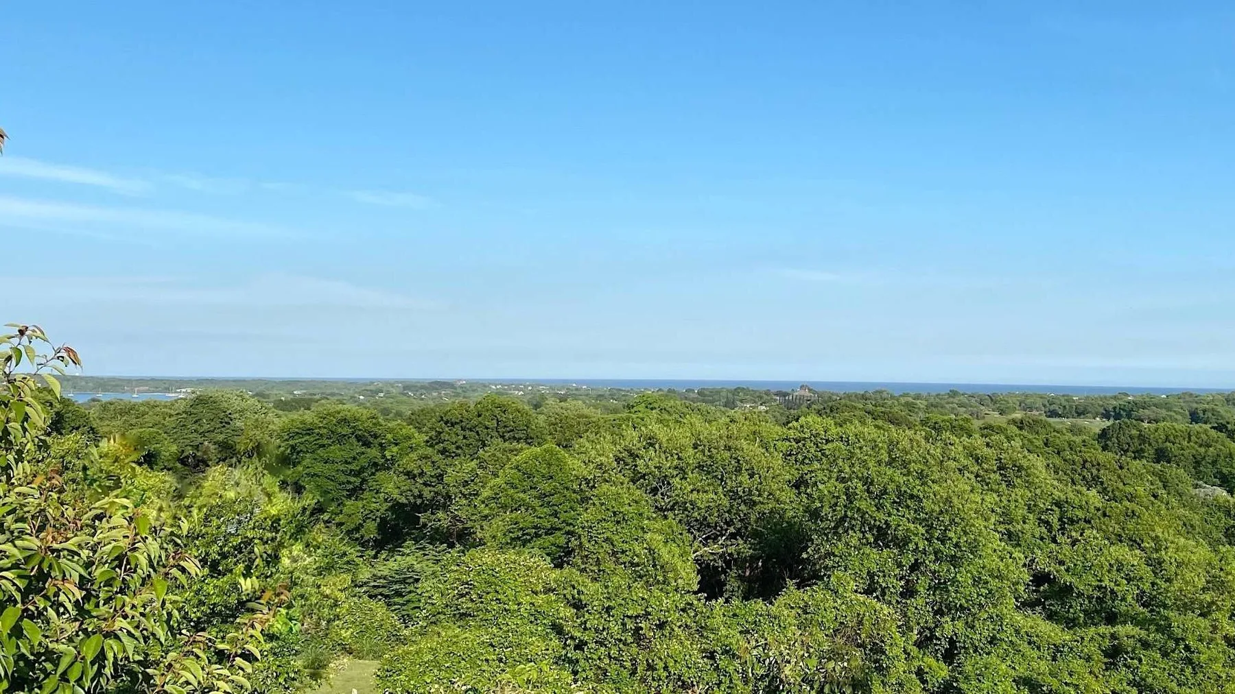 A broad green treetop canopy stretches beneath a clear blue sky.