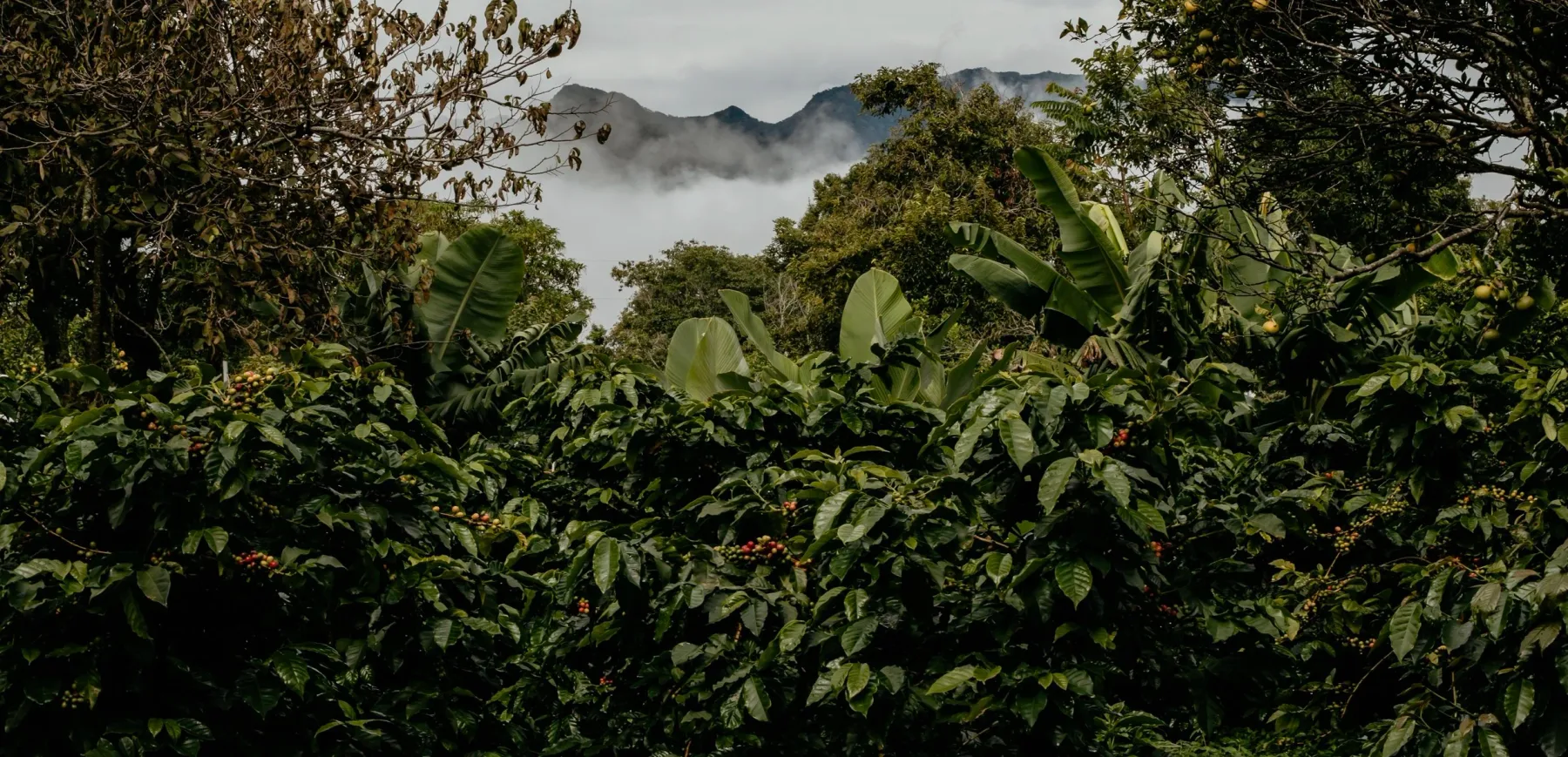 Finca Panda property photo