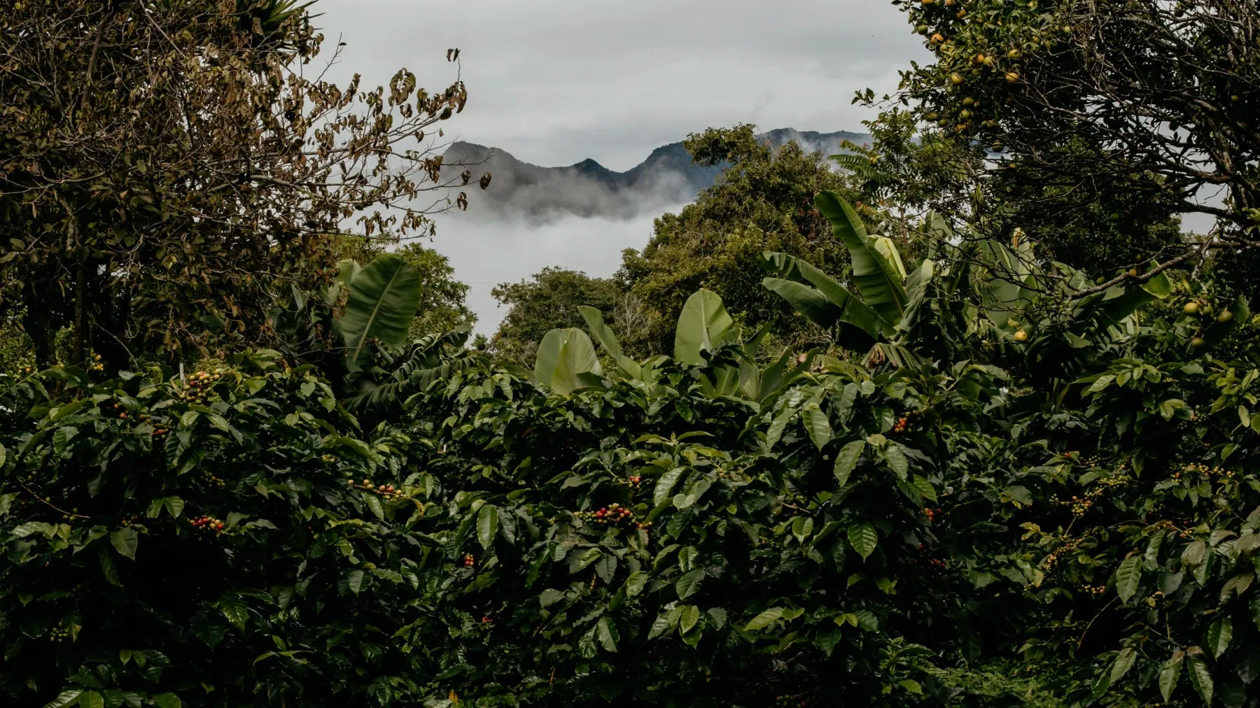 Finca Panda property photo