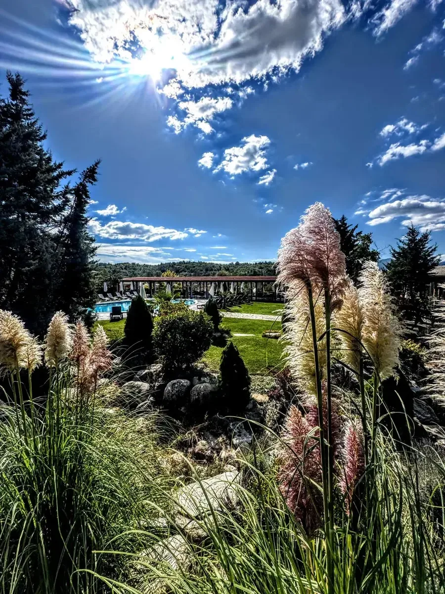 Hierba de la Pampa en los jardines con la piscina al aire libre detrás