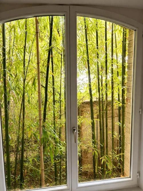 Jardín de bambú visto desde la ventana de una habitación con dos camas.